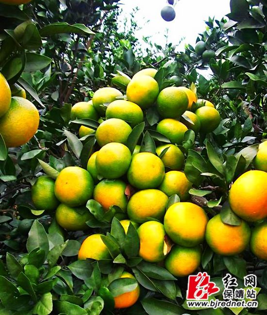 中国柑橘网