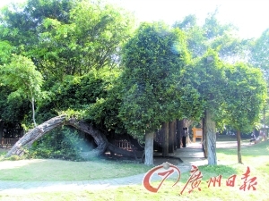 两株古木见证半部广州史