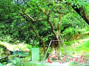 两株古木见证半部广州史