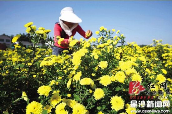 长沙县金井镇菊花种植基地:一斤精品菊花卖上
