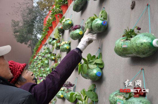长沙韶光社区开辟蔬菜种植墙 增进邻里关系