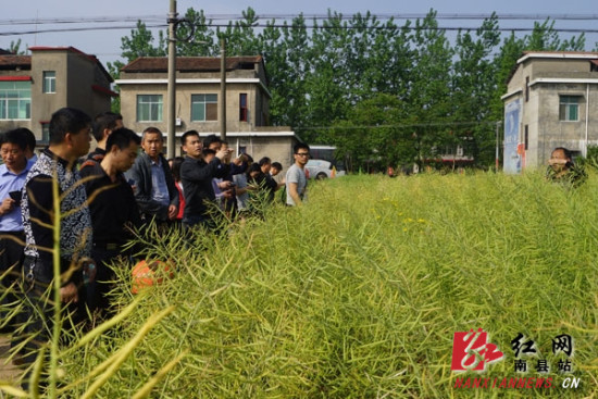 湖南省油菜菌核病防治现场会在南县召开