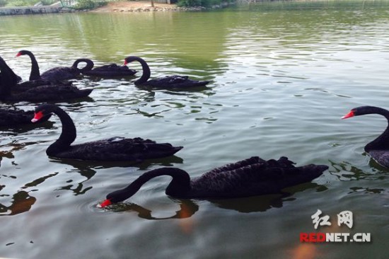 首届全国网络媒体上饶行走进鄱阳湖