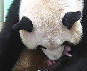 日本<em>交友网</em>找小鲜肉扮<em>美女</em> 诈骗男网友66亿_新