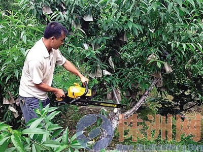 在村干部的见证下,眼含泪花地锯掉了几棵挂满果实的桃树——再过20天