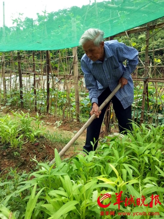 梁儒伺弄着自己种的菜地。 在青云山下,梁儒在此搭建了一个简易屋居住,每天伺弄着一块一分大的菜地,过着怡然自乐的生活。记者见到,菜地里种有辣椒、南瓜、豆角、青菜等。看着梁儒在那淋水锄草,还真看不出他已是一位8旬老人。劳动更能锻炼身体,人就能更长寿!老人乐呵呵说道。