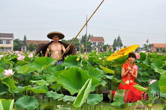 常德鼎城千亩荷花斗艳首届荷花节7月迎客