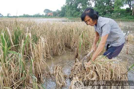30亩水稻洪水后因废水污染死亡泄污工厂愿担责
