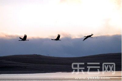云南大山包黑颈鹤保育见成效人与鸟在困难中共生