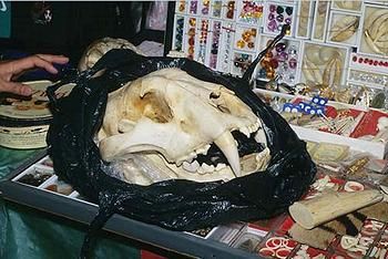 售卖的虎头盖骨，非法狩卖导致野生老虎数量从20世纪初的10万只下降到仅存3200只