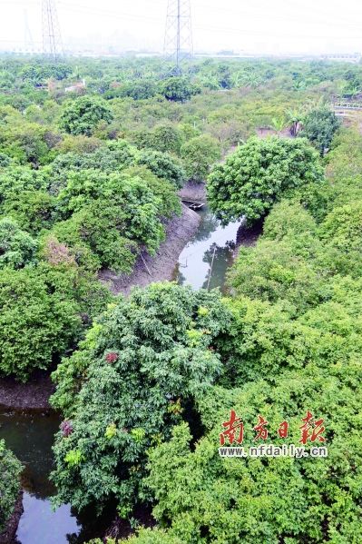 广州“南肺”万亩果园将整体改造为湿地公园。符超军 摄