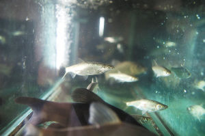 抚仙湖以抗浪鱼而闻名，而现在只能在水箱里看到它的身影