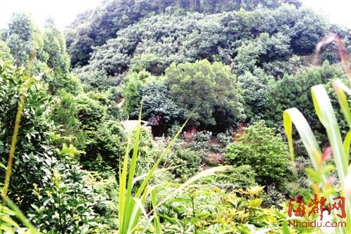 养猪场藏在山窝里
