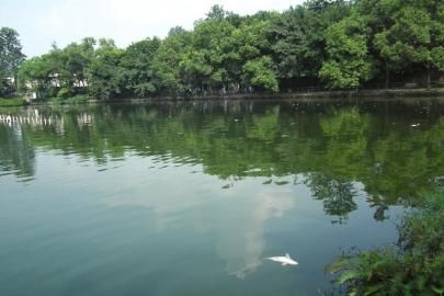 天池死鱼