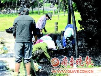 村民回收绿化带内泄漏的原油。