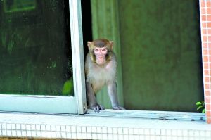 废弃度假村成了猕猴的“花果山”。 实习生朱哲毅 记者苏俊杰 摄