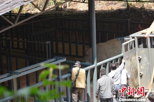 第一头犀牛从笼舍里迫不及待的要进入新家。 白拓 摄