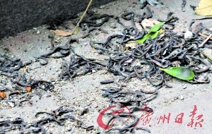 广州万条蚯蚓爬出土壤或与环境变化有关(图)