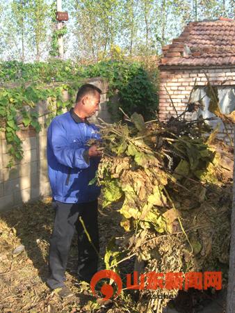 山东日照千亩蚕桑疑遭灭蛾农药污染(组图)