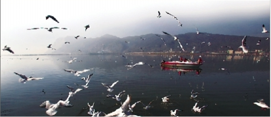 昆明23地免费发鸥粮确保海鸥不挨饿(组图)