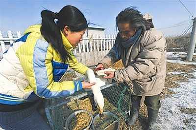 大女儿袁婷婷在野外天鹅救护站向爸爸学习给天鹅治病疗伤的本领，他们希望这些受伤的“白色精灵”能早日飞回自己的故乡。