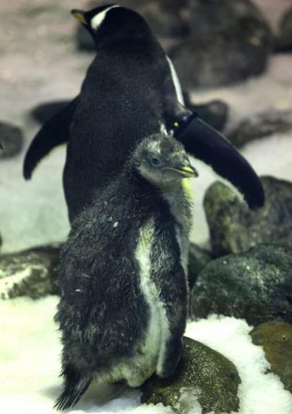 首只在海洋公园出世的企鹅宝宝“Ichiko”（前）活泼好动 。