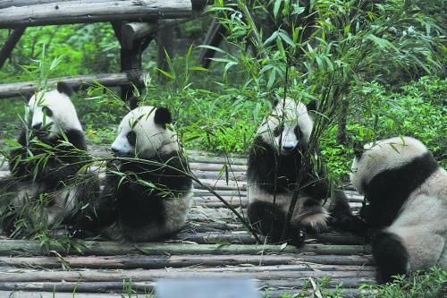 成都熊猫生活揭秘:食用竹笋最多存放两天(图)
