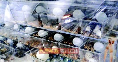 小白鼠的居住环境是绝对“无菌”的。