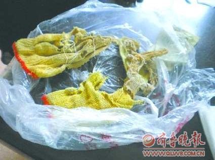 从已死亡海豹体中解剖出来的手套。　本报记者 赵金阳 摄