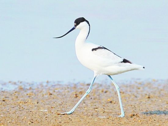 爱鸟族为胶州湾湿地百种鸟类制写真集(组图)