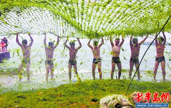 青岛海边再现成片浒苔远观似草原(组图)