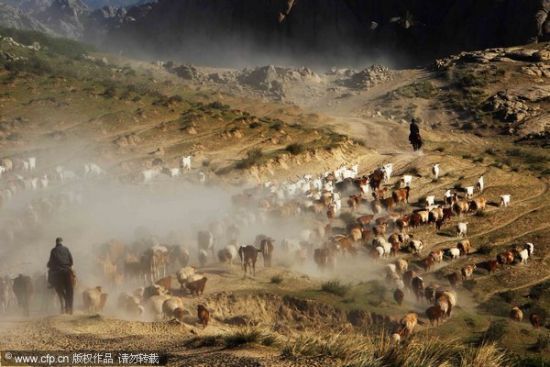 百万头牲畜转场构筑了新疆阿勒泰草原特有的风景。刘新海/CFP