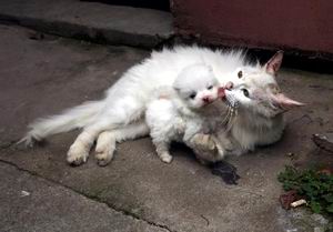 ��������ຣ�������������߲�ԴΪ��Ȯ