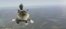 瑞典猫咪跳伞广告被批