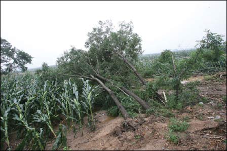 大连金州区遭遇强龙卷风突袭 农作物受灾严重