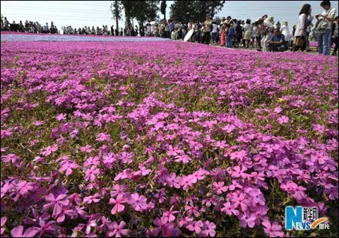 日本东京 春花烂漫(组图)_天气预报