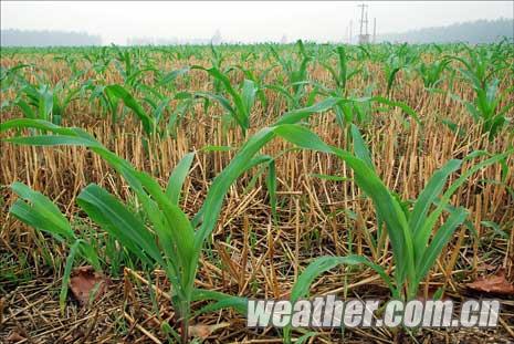 河南北部暴雨突袭 高温退场旱情缓解_天气预报