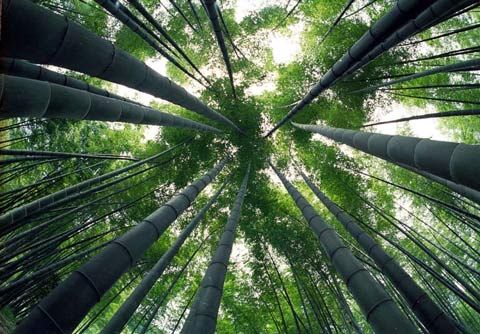 贵州赤水:竹林蔽日瀑布清凉_天气预报