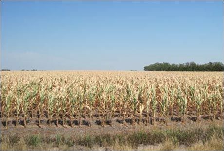 美国南方干旱造成农业损失达80亿美元_天气预