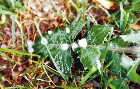 豆大冰雹15日突袭哈尔滨_天气预报