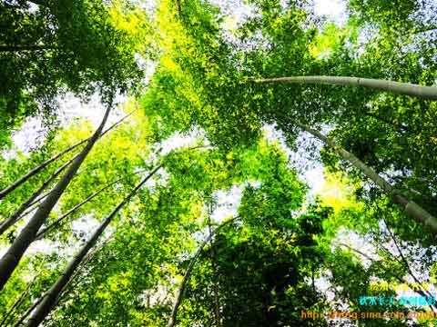 贵州赤水:尚未雕琢的世外美景_天气预报