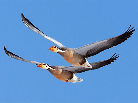 世界飞行最高鸟类濒临灭绝 媒体聚焦守护斑头