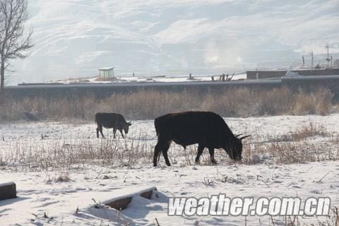 积雪覆盖草场，牛羊采食受影响(赵文杰 摄)