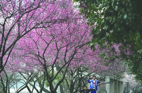 成都连续一周暖如春 晴好天气将继续|成都,晴好