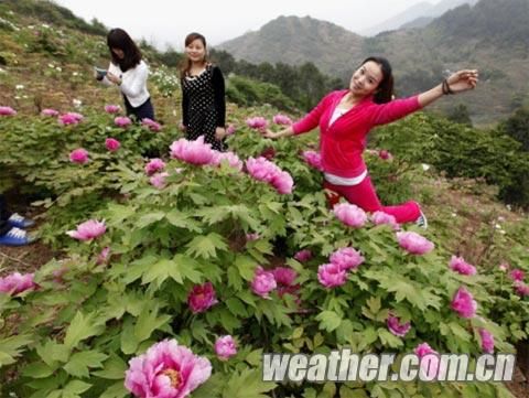 重庆垫江迎63年来最热春天牡丹提前盛开|牡丹