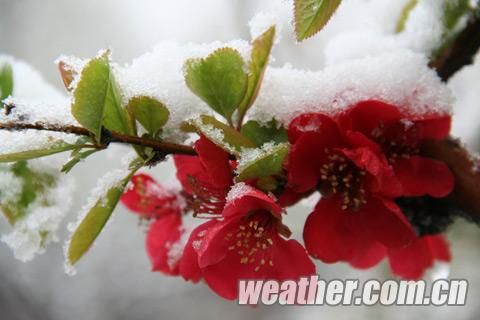 今晨河北石家庄迎最晚降雪|石家庄|河北|降雪_