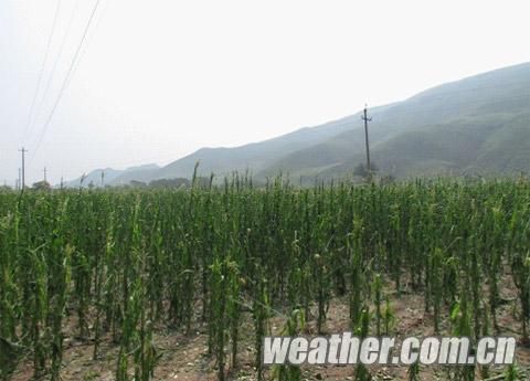 浩特道路积水1人死亡|内蒙古|降雨|死亡_新浪天气预报