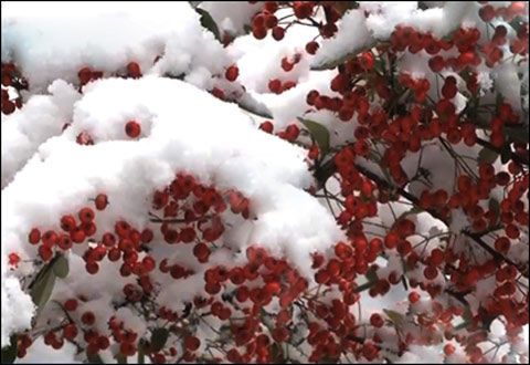 15գǭˮӭ׳ѩͼƬԴӣ
