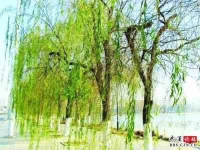 武汉"超级暖冬" 月湖畔柳树腊月发芽