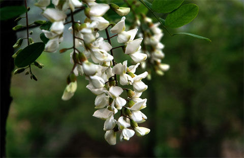 槐花盛开挂枝头（图片来源：百度搜索）